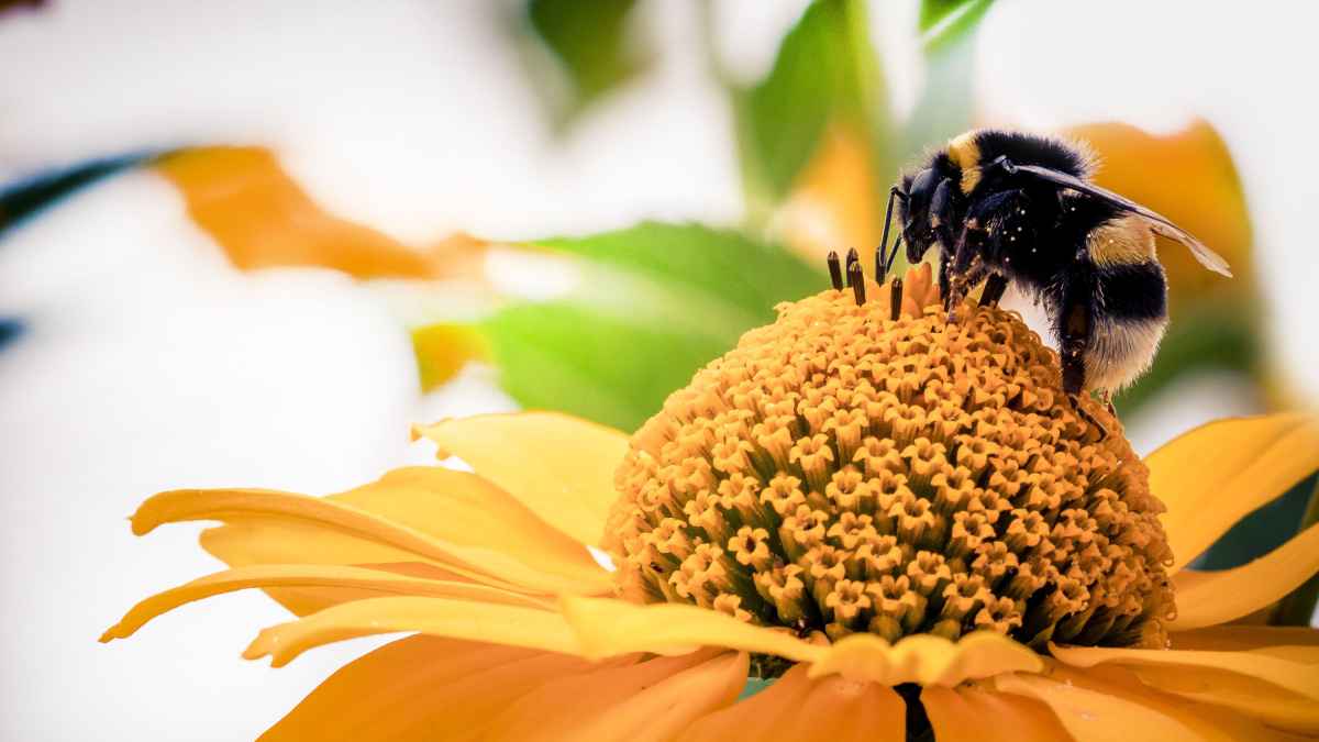 Climate school bumblebee