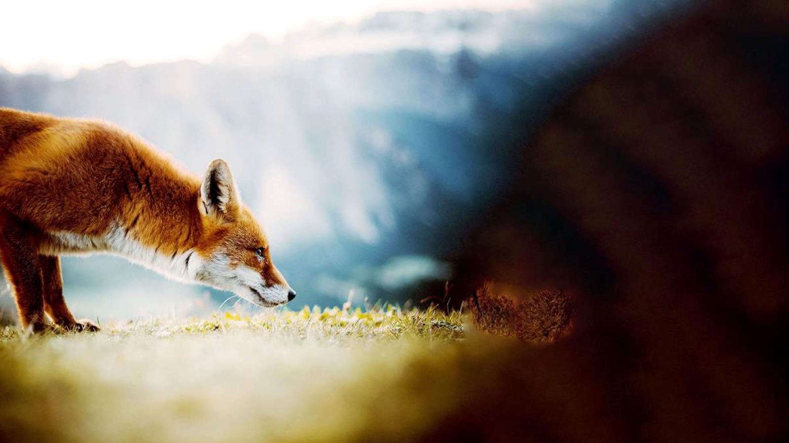 Climate School - Fox - teaser