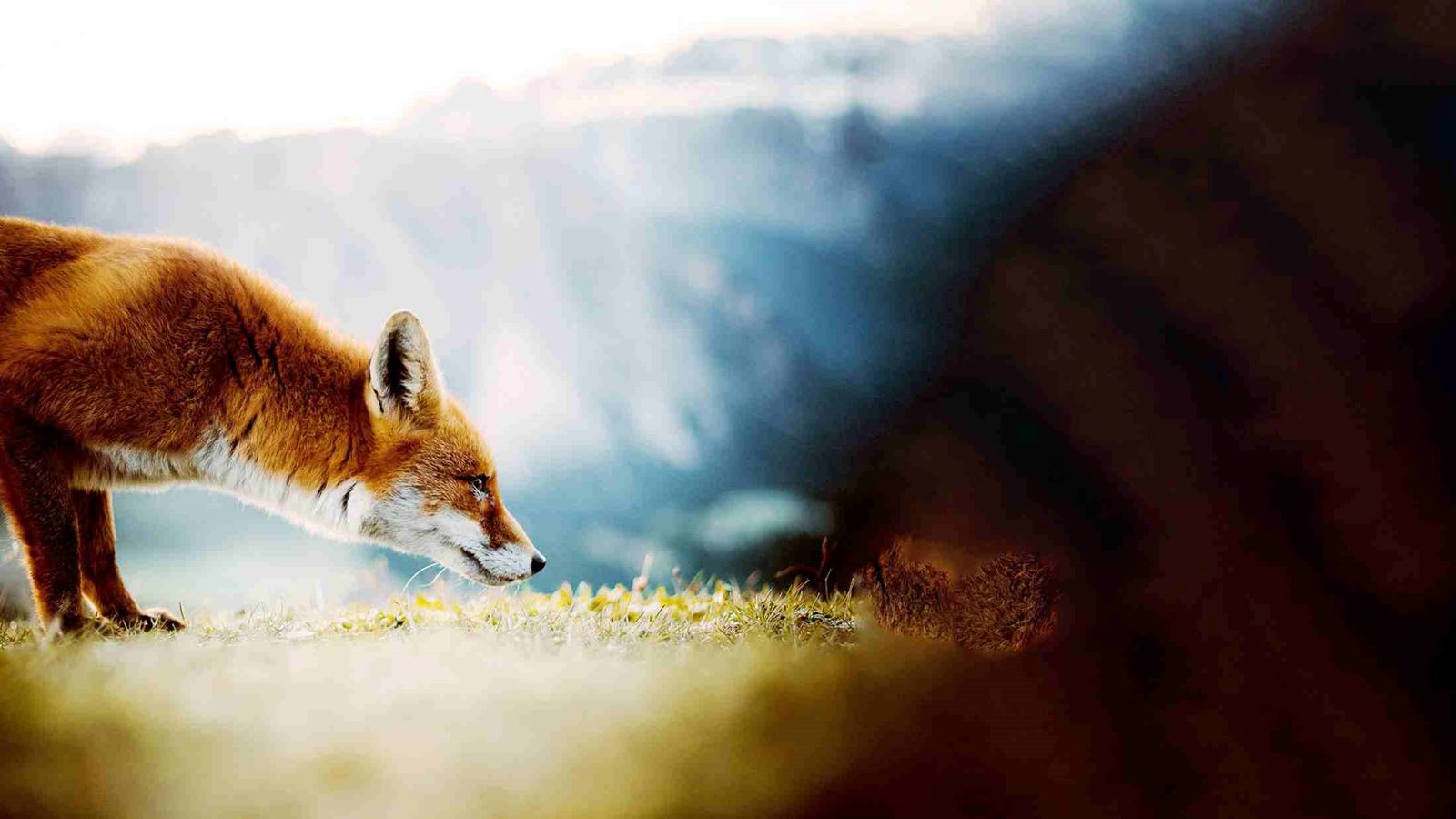 Fox in the wild from the climate school image bank