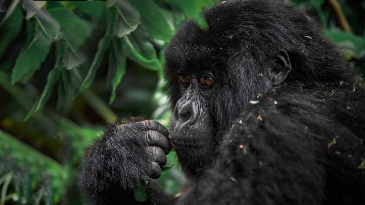 Climate School Gorilla Teaser
