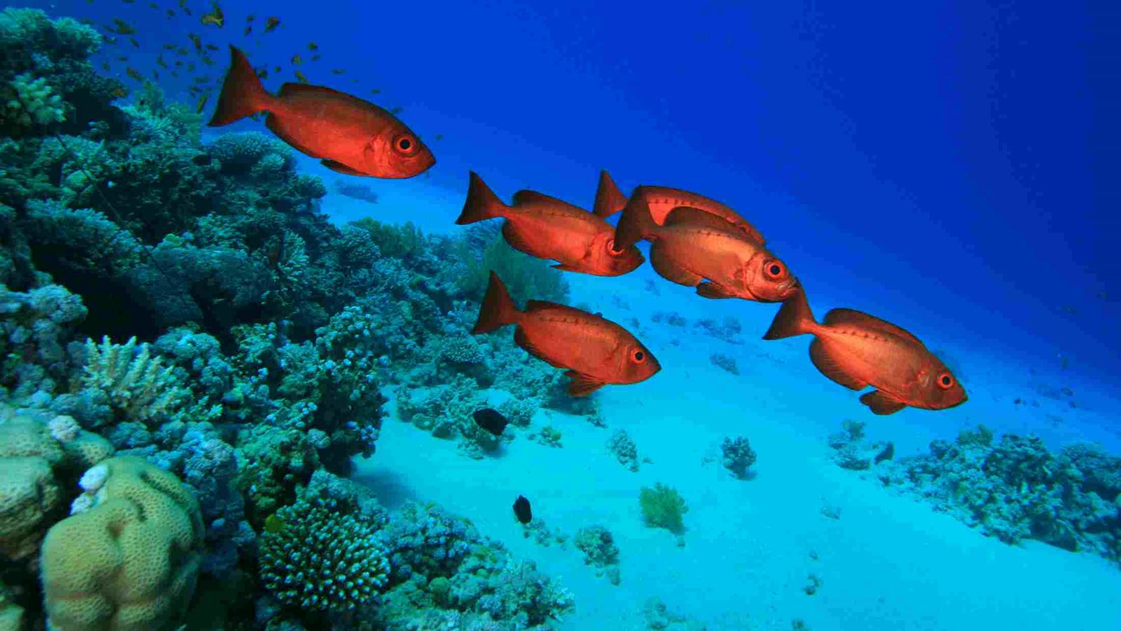 fish header image file