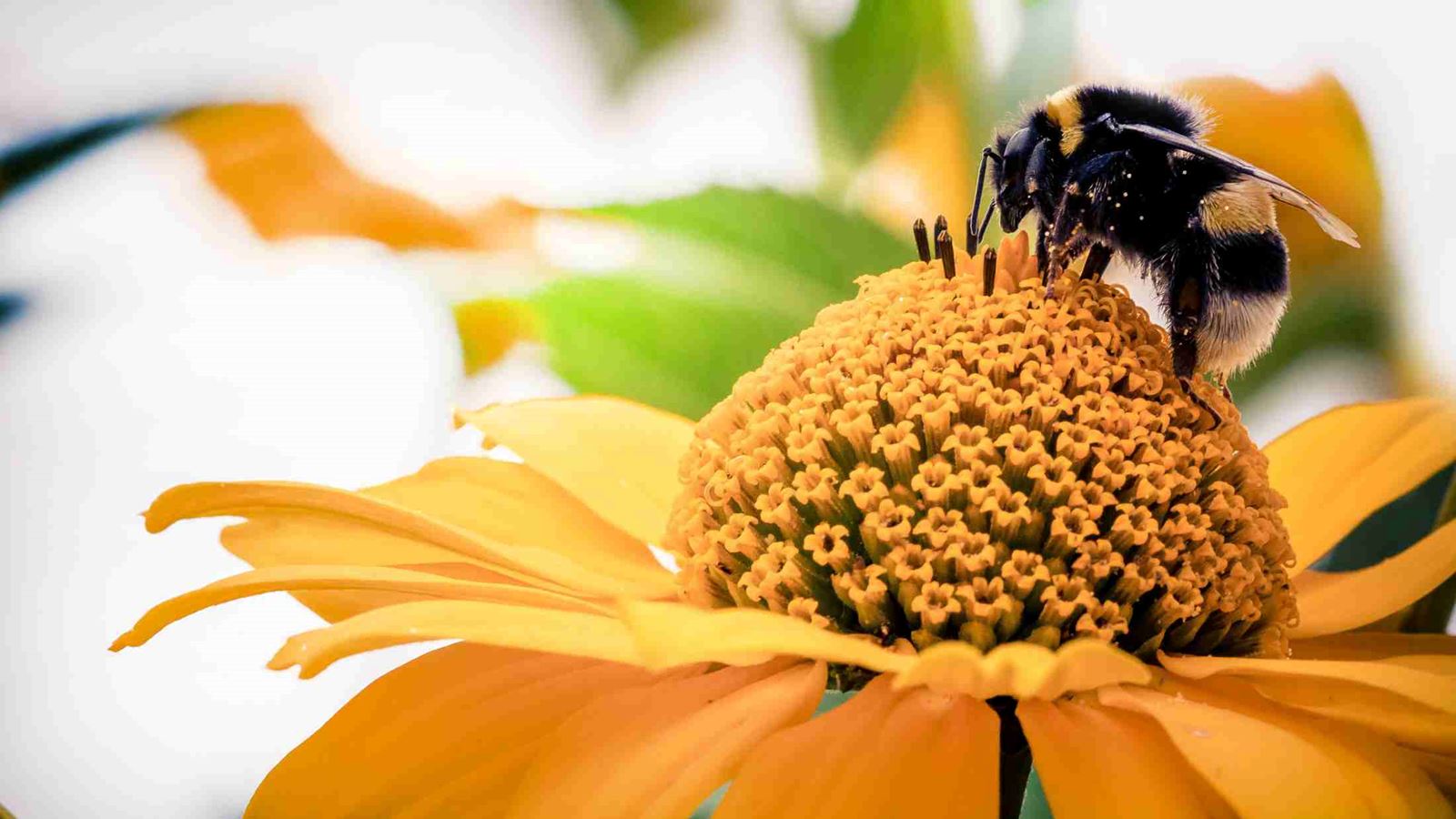 Bumblebee on flower